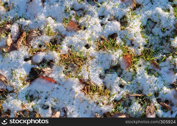 first snow, snow on green grass. snow on green grass, first snow
