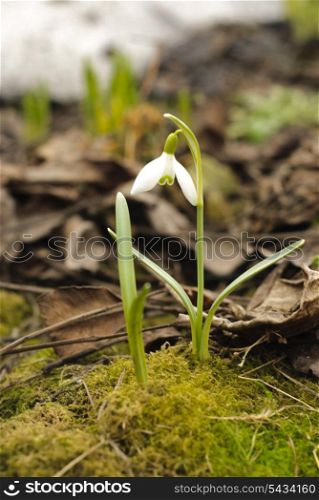 First snowdrop grows through the moss. Snow ?? ?????? ?????&#xA;on the back burner. Shallow deep of field.