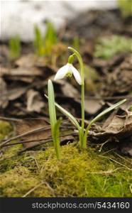 First snowdrop grows through the moss. Snow ?? ?????? ?????&#xA;on the back burner. Shallow deep of field.