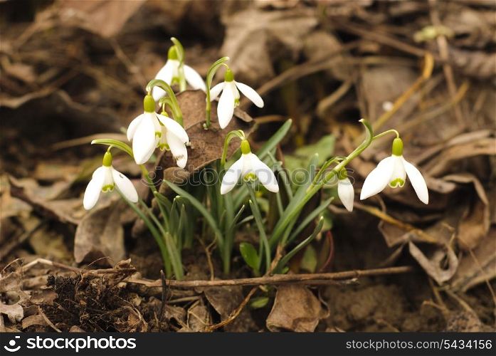 First snowdrops grow through the death leafs. Shallow deep of field.