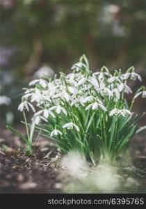 First snowdrops on garden bed, outdoor. Springtime flowers . Spring nature background. Retro toned