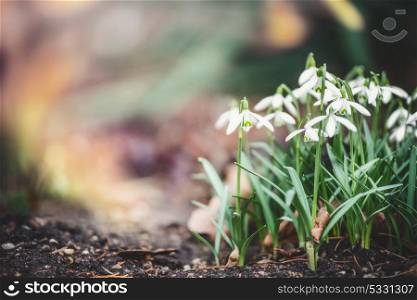 First sprig flowers snowdrops at outdoor nature background in garden, park or forest, front view