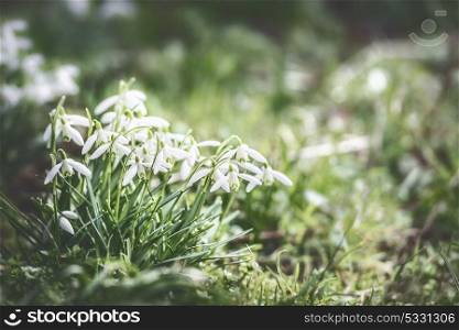 First sprig snowdrops flowers at outdoor nature background in garden, park or forest, front view. Springtime concept