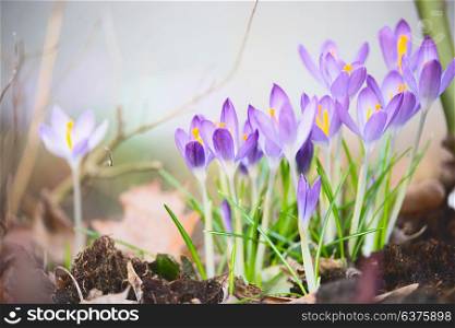First spring crocuses flowers, outdoor springtime nature in garden or park