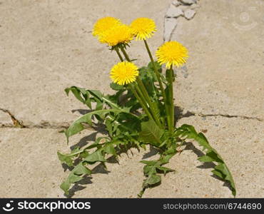 First spring dandelion flowers on a background of gray cracked concrete