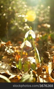 First spring flowers