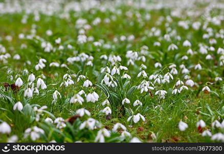 First spring flowers