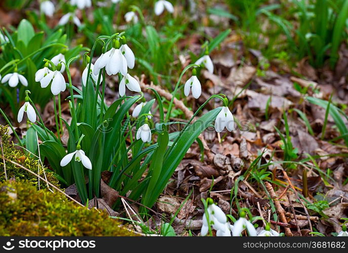 First spring flowers