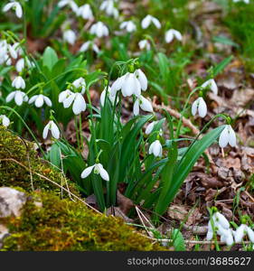 First spring flowers