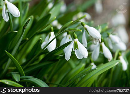 First spring flowers