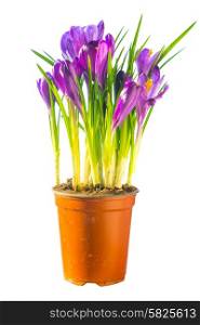 First spring flowers - bouquet of purple crocuses in the ceramic pot isolated on white background