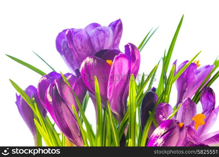 First spring flowers - bouquet of purple crocuses isolated on white background