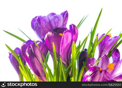 First spring flowers - bouquet of purple crocuses isolated on white background