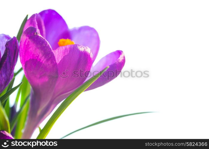 First spring flowers - bouquet of purple crocuses isolated on white background with copyspace