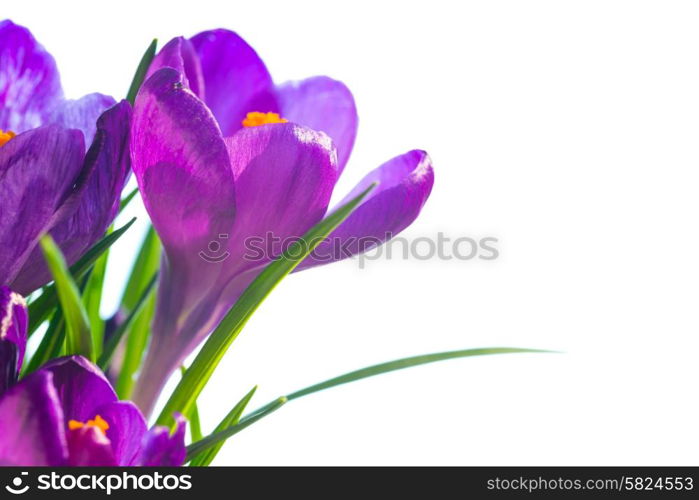 First spring flowers - bouquet of purple crocuses isolated on white background with copyspace