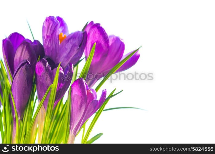 First spring flowers - bouquet of purple crocuses isolated on white background with copyspace