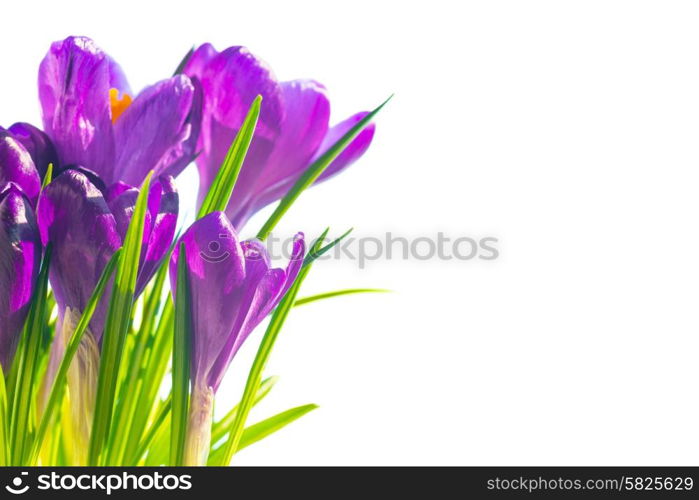 First spring flowers - bouquet of purple crocuses isolated on white background with copyspace