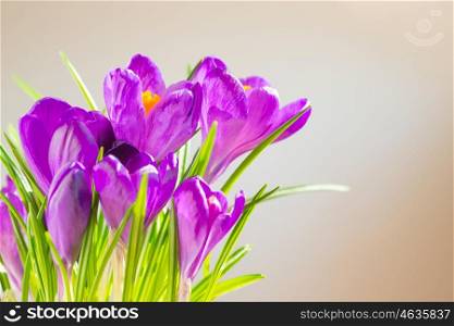First spring flowers - bouquet of purple crocuses over soft focus background with copyspace
