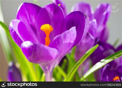 First spring flowers - bouquet of purple crocuses over soft focus background with copyspace