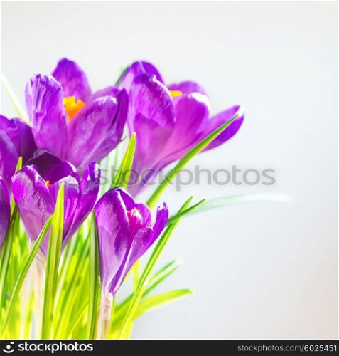 First spring flowers - bouquet of purple irises, crocuses with green leaves over soft focus background with copyspace