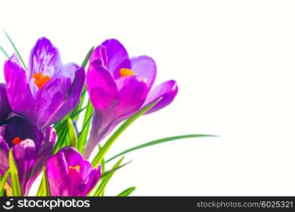 First spring flowers - bouquet of purple irises isolated on white background with copyspace