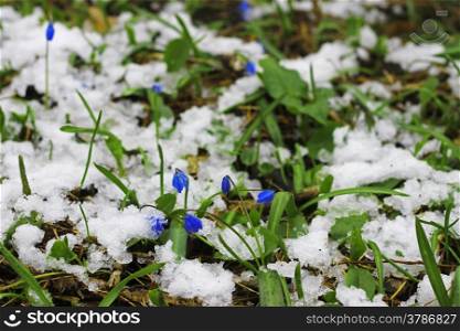 First Spring Flowers growing in the forest