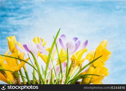 First spring flowers on blue background, side view. Crocuses and Narcissus bunch, floral border