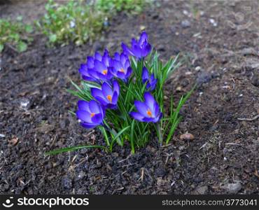 First spring flowers purple crocuses in garden