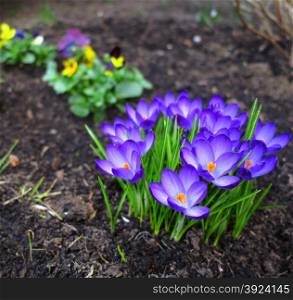 First spring flowers purple crocuses in garden