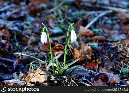 First spring flowers -snowdrops