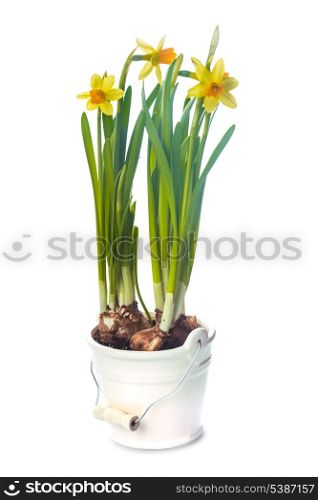 First spring flowers - yellow daffodil in pot isolated on white