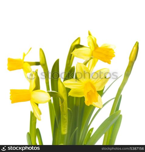 First spring flowers - yellow daffodil isolated on white