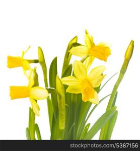 First spring flowers - yellow daffodil isolated on white