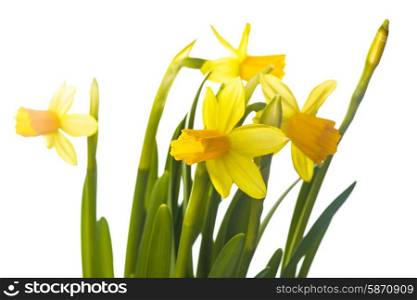 First spring flowers - yellow daffodil isolated on white. Yellow daffodil