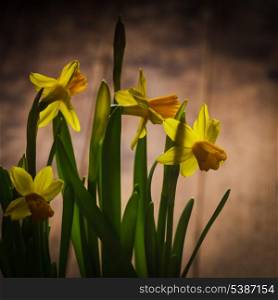 First spring flowers - yellow daffodil on the table