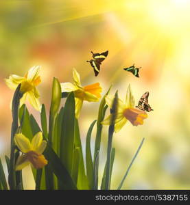 First spring flowers - yellow daffodil over sunlight