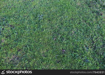 first spring green grass on the field. thicket of first spring green grass on the field