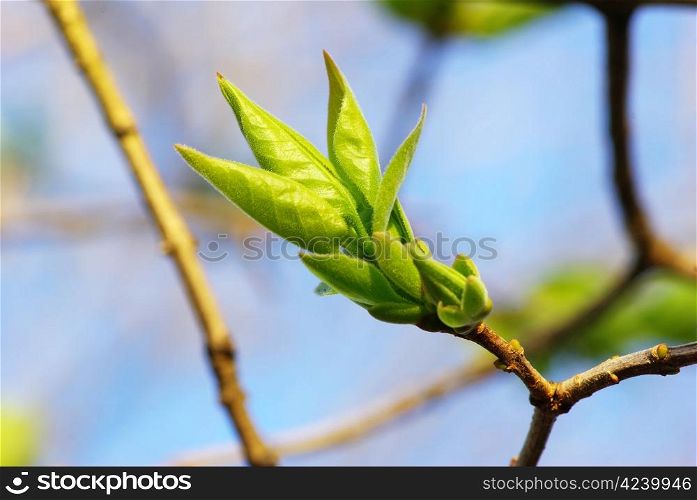 First spring leaves over natural background