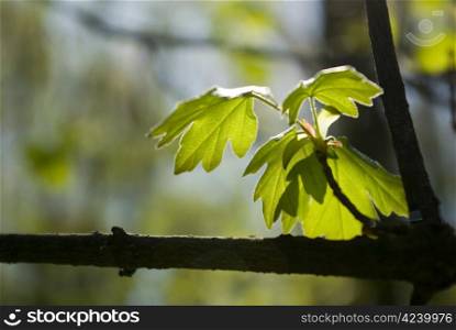 First spring leaves over natural background