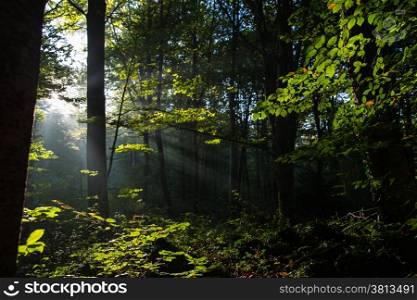 First sunbeams in a forest at dawn