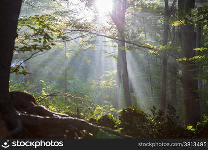 First sunbeams in a forest at dawn