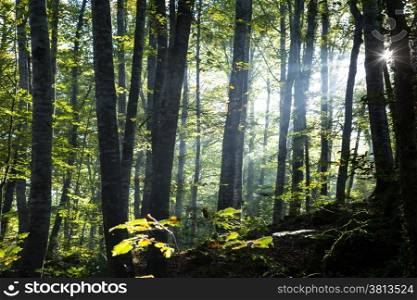 First sunbeams in a forest at dawn