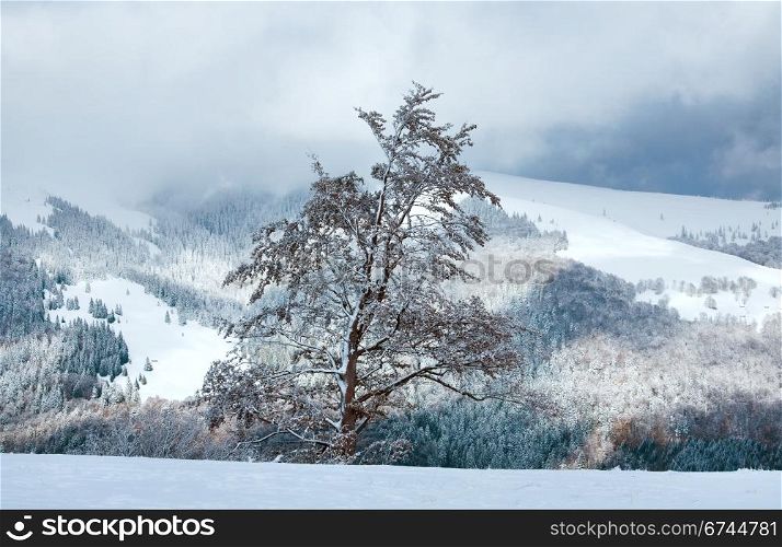 First winter snow on big beech tree in mountains and last autumn foliage on far mountainside