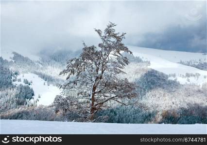 First winter snow on big beech tree in mountains and last autumn foliage on far mountainside