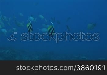 Fischschwarm und Wimpelfische, Heniochus acuminatus, im Meer