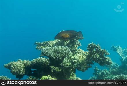 fish and coral in the red sea of egypth
