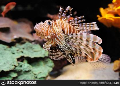Fish and corals of the Red Sea. Lionfish (Turkeyfish) and coral in the Red Sea.