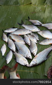 fish at a traditional Market in the city of Vientiane in Lao in Souteastasia.. ASIA LAO VIENTIANE