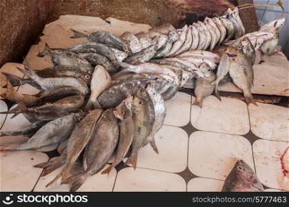 Fish available for sale at Stone Town fish market in Zanzibar.