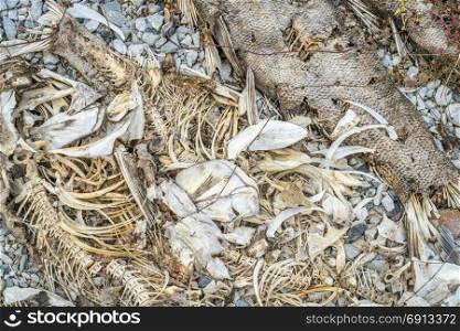 fish bones and remains left on a river shore by herons